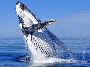 Hervey Bay - Whale Watching Season Is Here | Adagold Aviation Australia