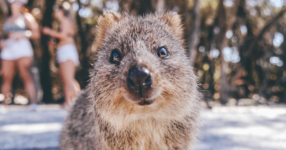 Australia’s Cutest Animals & Where to Find Them