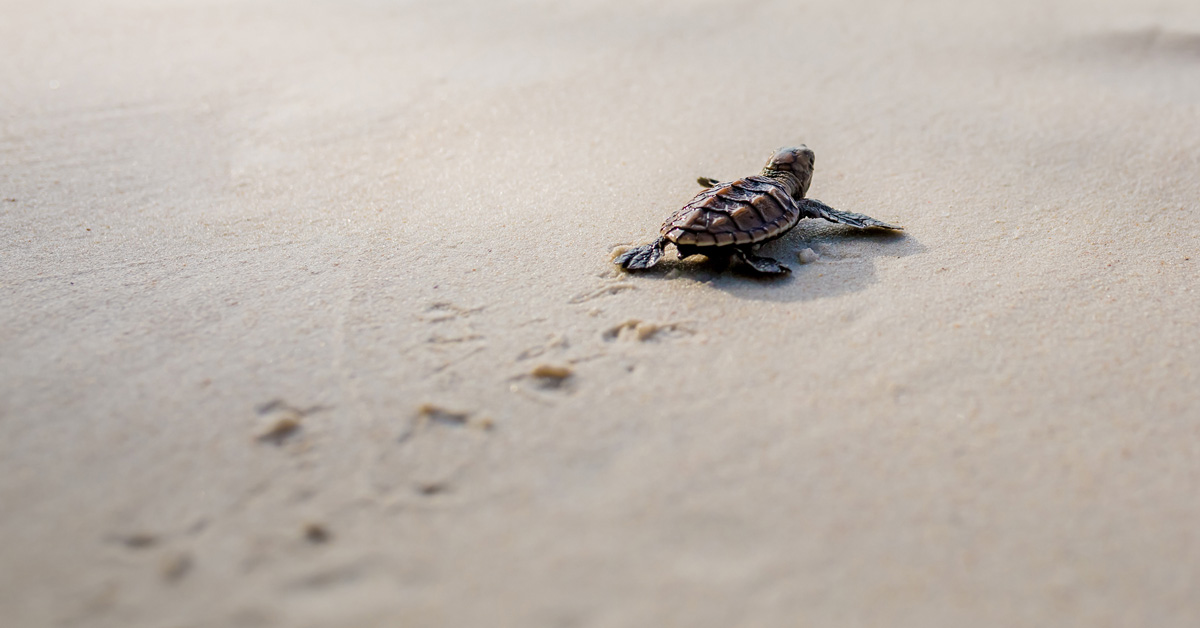 Experience Queensland: See baby turtles hatch at Mon Repos