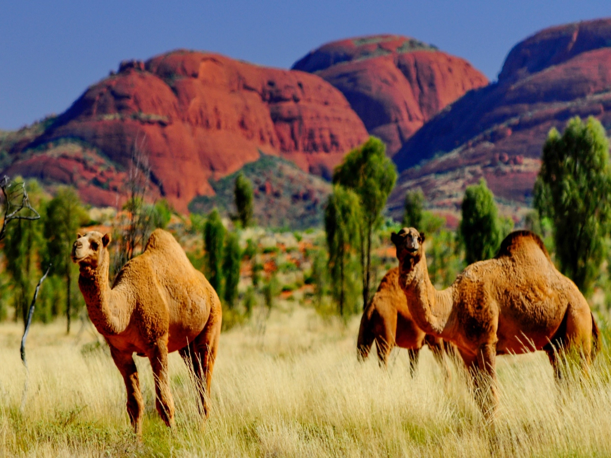 Camels in Uluru