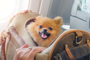 Luxury Dog Flying Private Jet