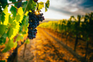Beautiful Australian Vineyard