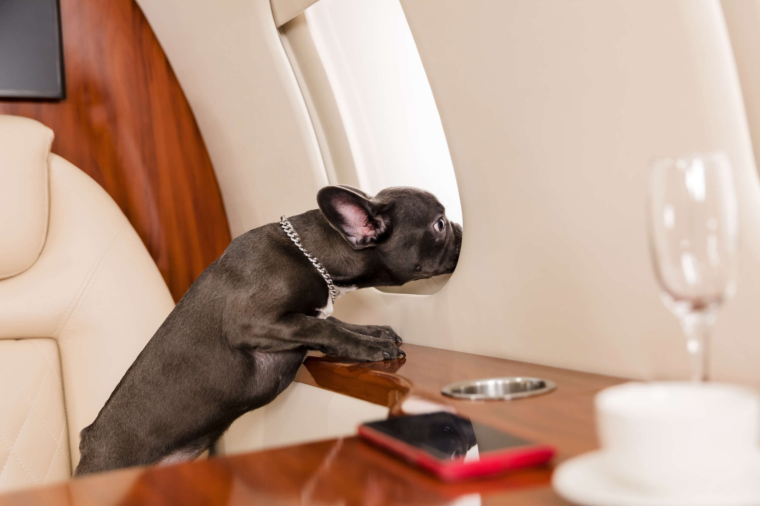 Frenchie on private jet