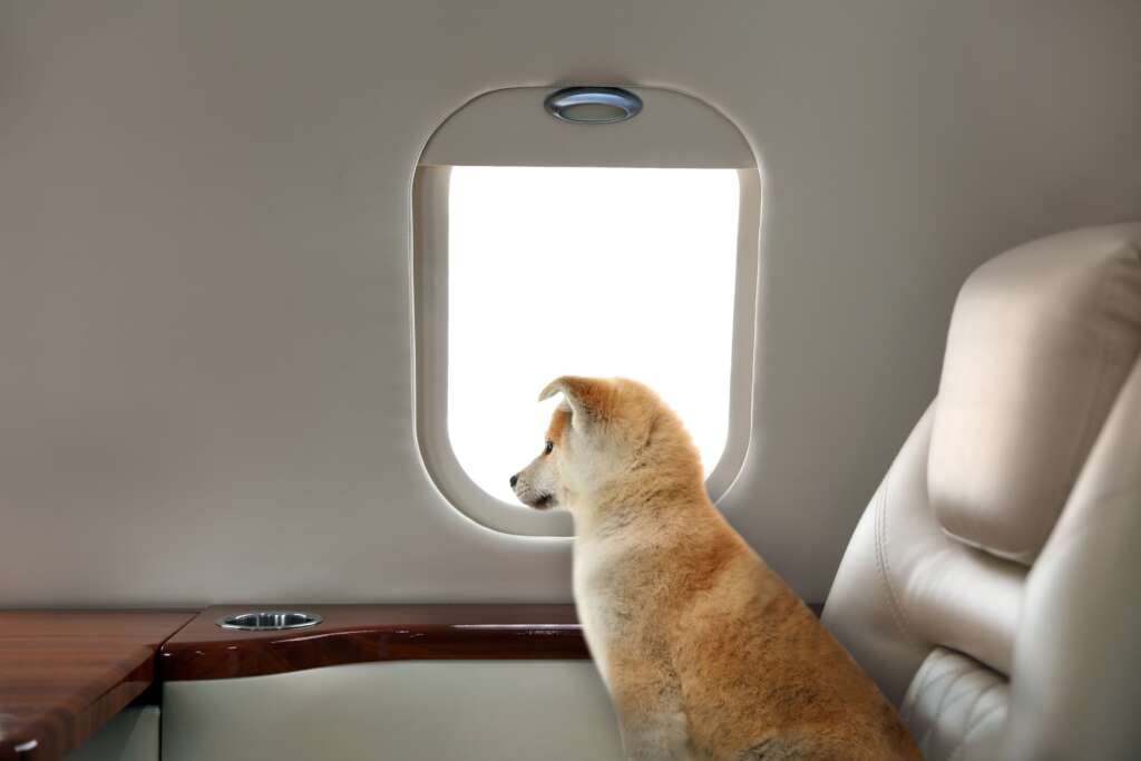 Dog on private jet