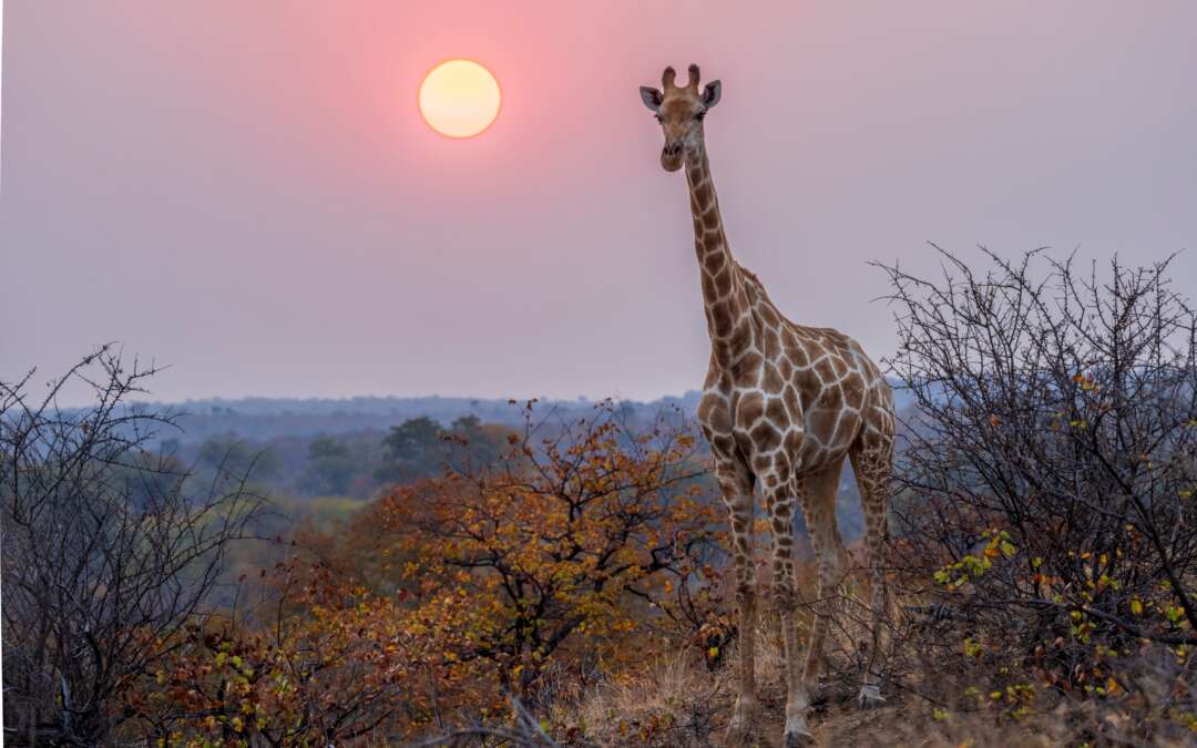 A Photographer’s Paradise: The New Lala Limpopo Hide at Botswana’s Mashatu Reserve